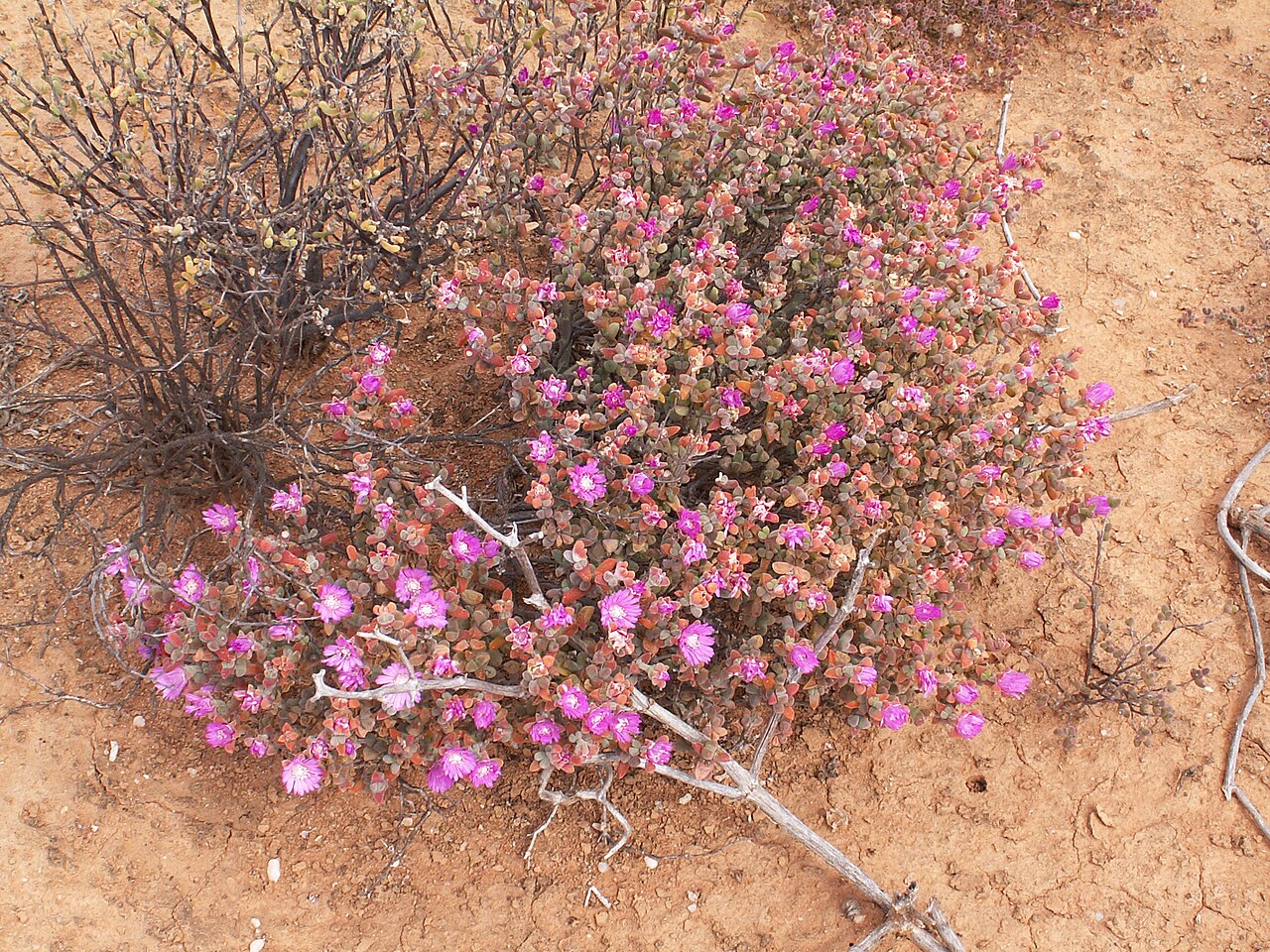 Cephalophyllum alstonii: Unidentified Aizoaceae, Succulent Karoo, Quartz fields in the Knersvlakte, Landscapes of South Africa, Matzikama Local Municipality, West Coast District Municip