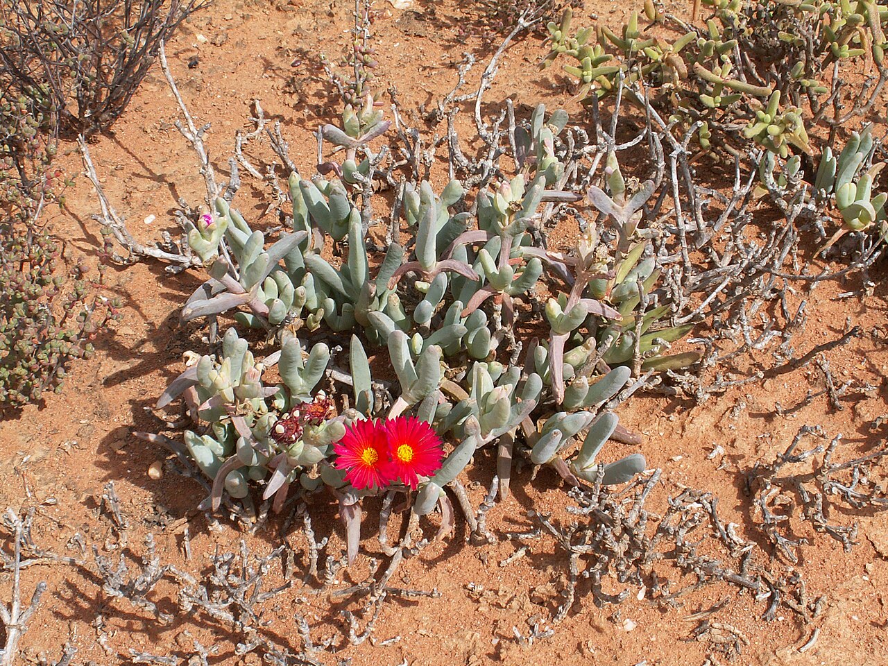 Cephalophyllum alstonii: Unidentified Aizoaceae, Succulent Karoo, Quartz fields in the Knersvlakte, Landscapes of South Africa, Matzikama Local Municipality, West Coast District Municip