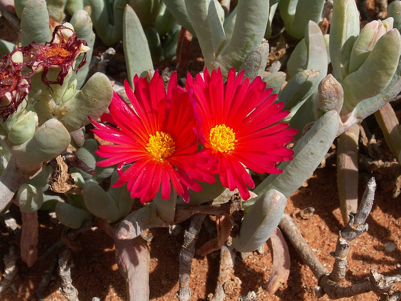 Cephalophyllum alstonii: Unidentified Aizoaceae, Succulent Karoo, Quartz fields in the Knersvlakte, Landscapes of South Africa, Matzikama Local Municipality, West Coast District Municip