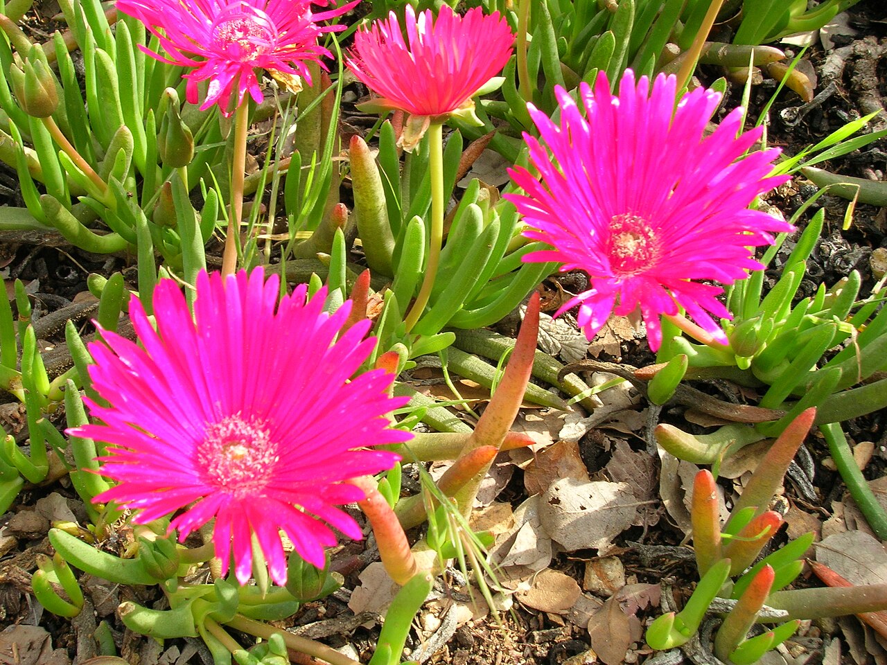 Cephalophyllum alstonii: Cephalophyllum alstonii — Red Spike Ice Plant; Aizoaceae In the Wrigley Botanical Garden , on Catalina Island in Southern California. Native to South Africa. i0