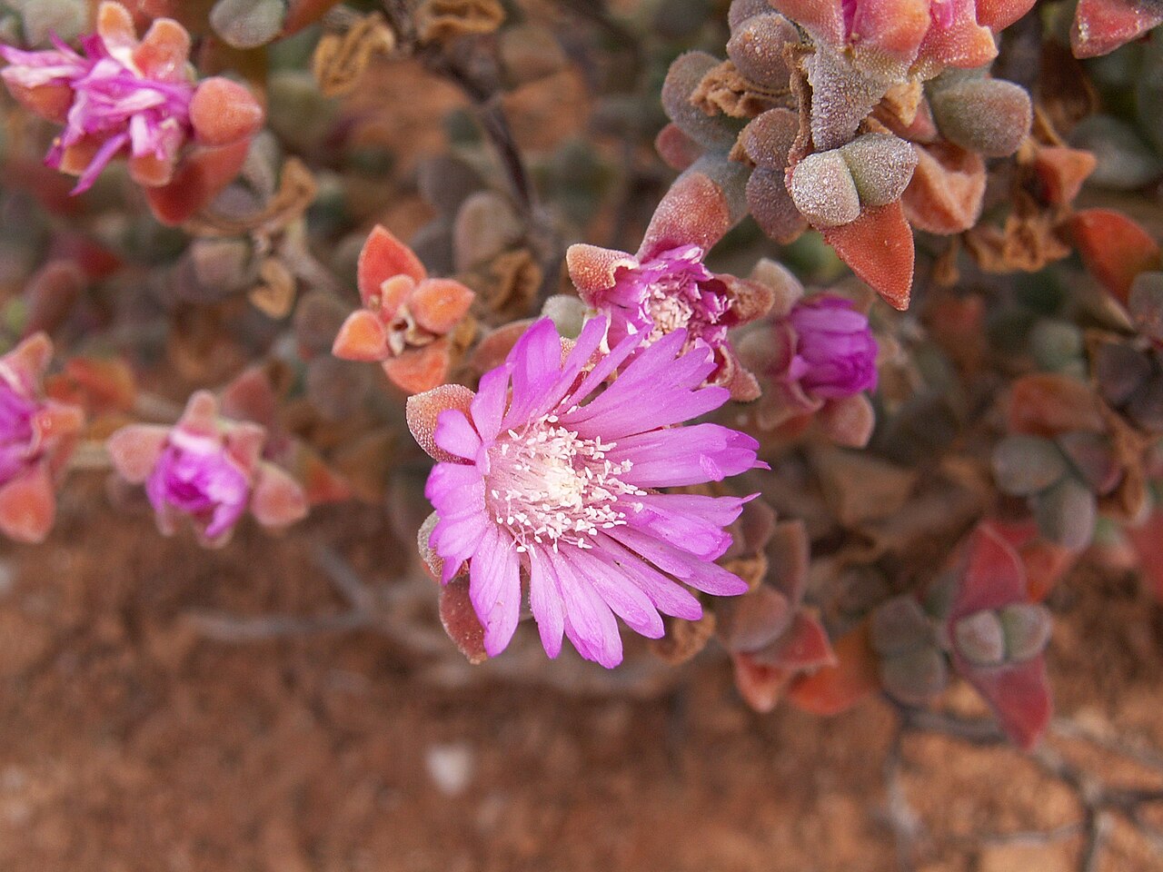 Cephalophyllum alstonii: Unidentified Aizoaceae, Succulent Karoo, Quartz fields, Landscapes of South Africa, Matzikama Local Municipality, West Coast District Municipality, Western Cape