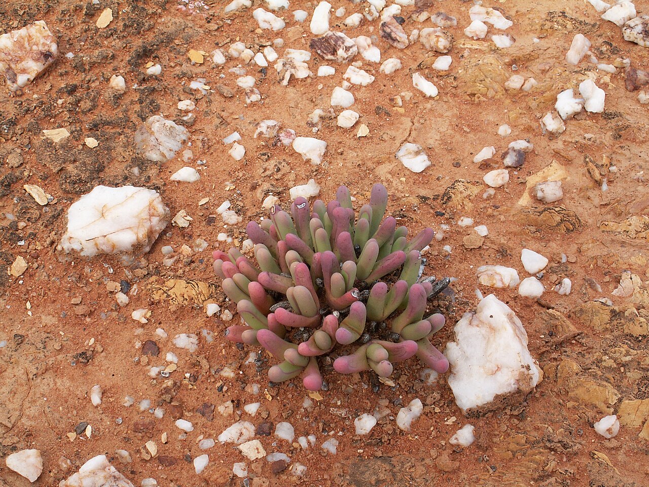 Cephalophyllum alstonii: Unidentified Aizoaceae, Succulent Karoo, Quartz fields in the Knersvlakte, Landscapes of South Africa, Matzikama Local Municipality, West Coast District Municip