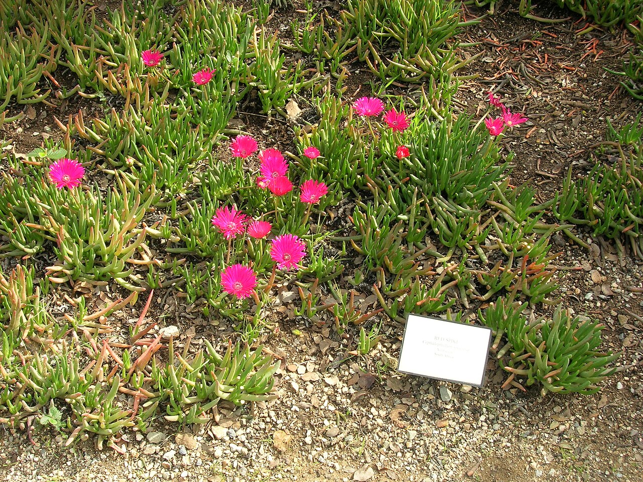 Cephalophyllum alstonii: Cephalophyllum alstonii — Red Spike Ice Plant; Aizoaceae In the Wrigley Botanical Garden , on Catalina Island in Southern California. Native to South Africa. i0