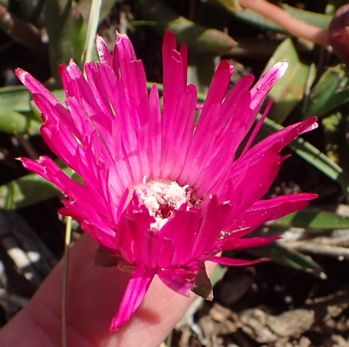 Cephalophyllum diversiphyllum (Cephalophyllum diversiphyllum)