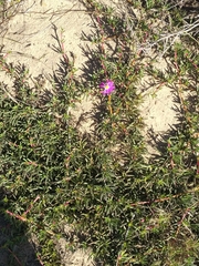 Cephalophyllum diversiphyllum (Cephalophyllum diversiphyllum)