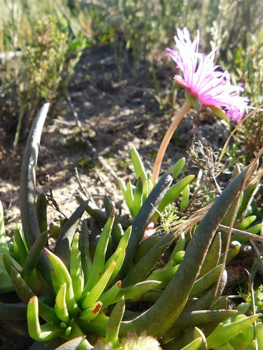Cephalophyllum diversiphyllum (Cephalophyllum diversiphyllum)
