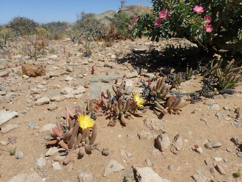 Cephalophyllum ebracteatum (Cephalophyllum ebracteatum)