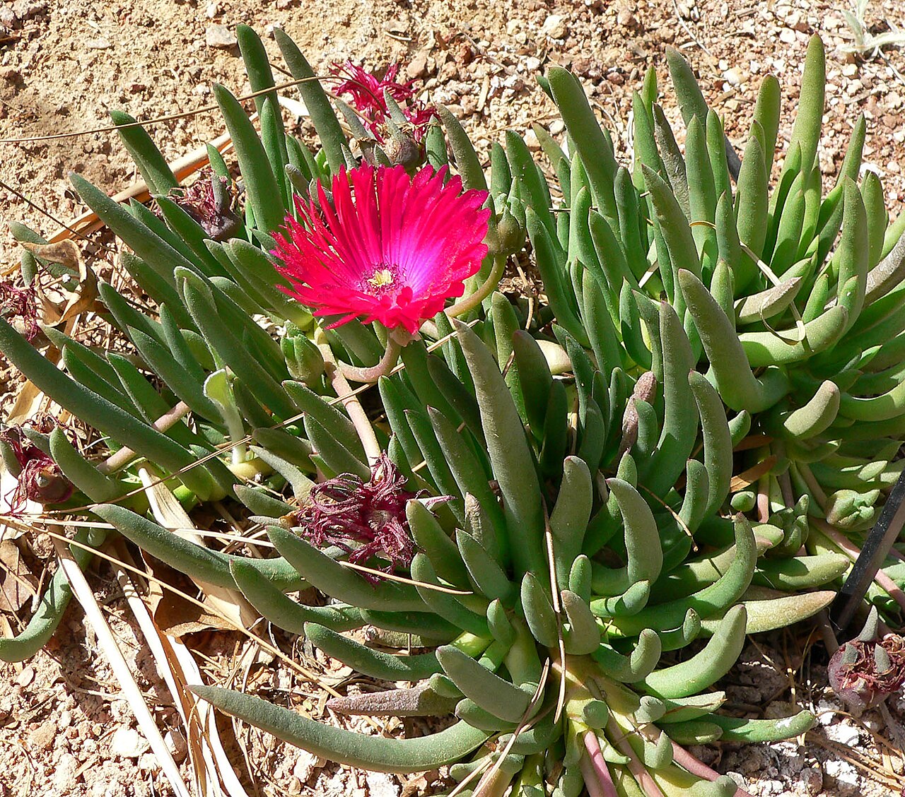 Cephalophyllum framesii: Cephalophyllum stayneri at the Springs Preserve garden, Las Vegas, Nevada