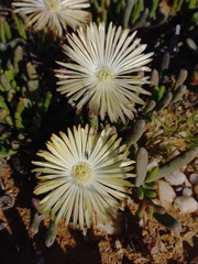 Cephalophyllum framesii (Cephalophyllum framesii)