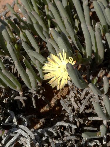 Cephalophyllum framesii (Cephalophyllum framesii)