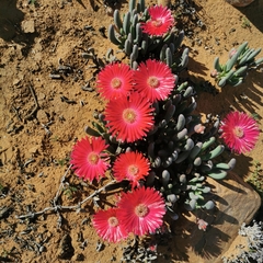 Cephalophyllum framesii (Cephalophyllum framesii)