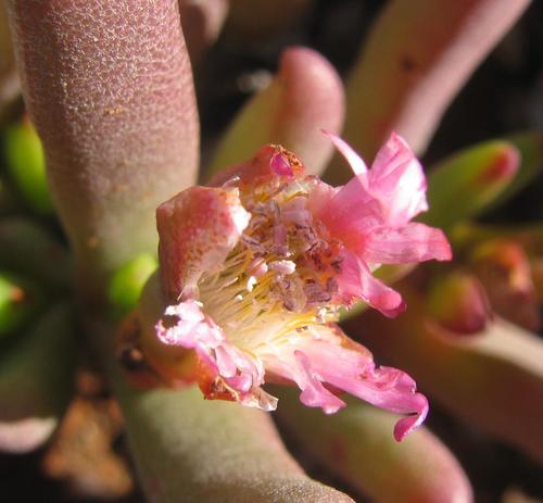 Cephalophyllum framesii (Cephalophyllum framesii)