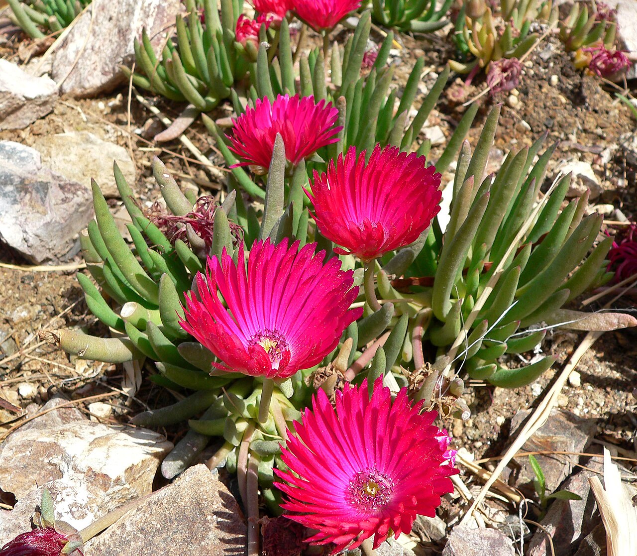 Cephalophyllum framesii: Cephalophyllum stayneri at the Springs Preserve garden, Las Vegas, Nevada