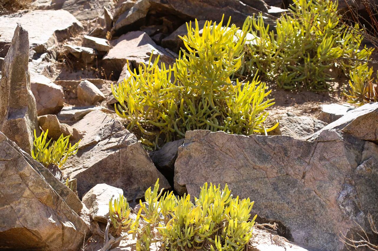 Cephalophyllum herrei: Cephalophyllum herrei eller Mesembryanthemum hyprtrophicum-2463 - kopia