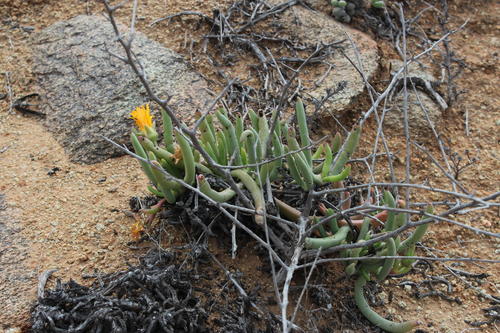 Cephalophyllum herrei (Cephalophyllum herrei)