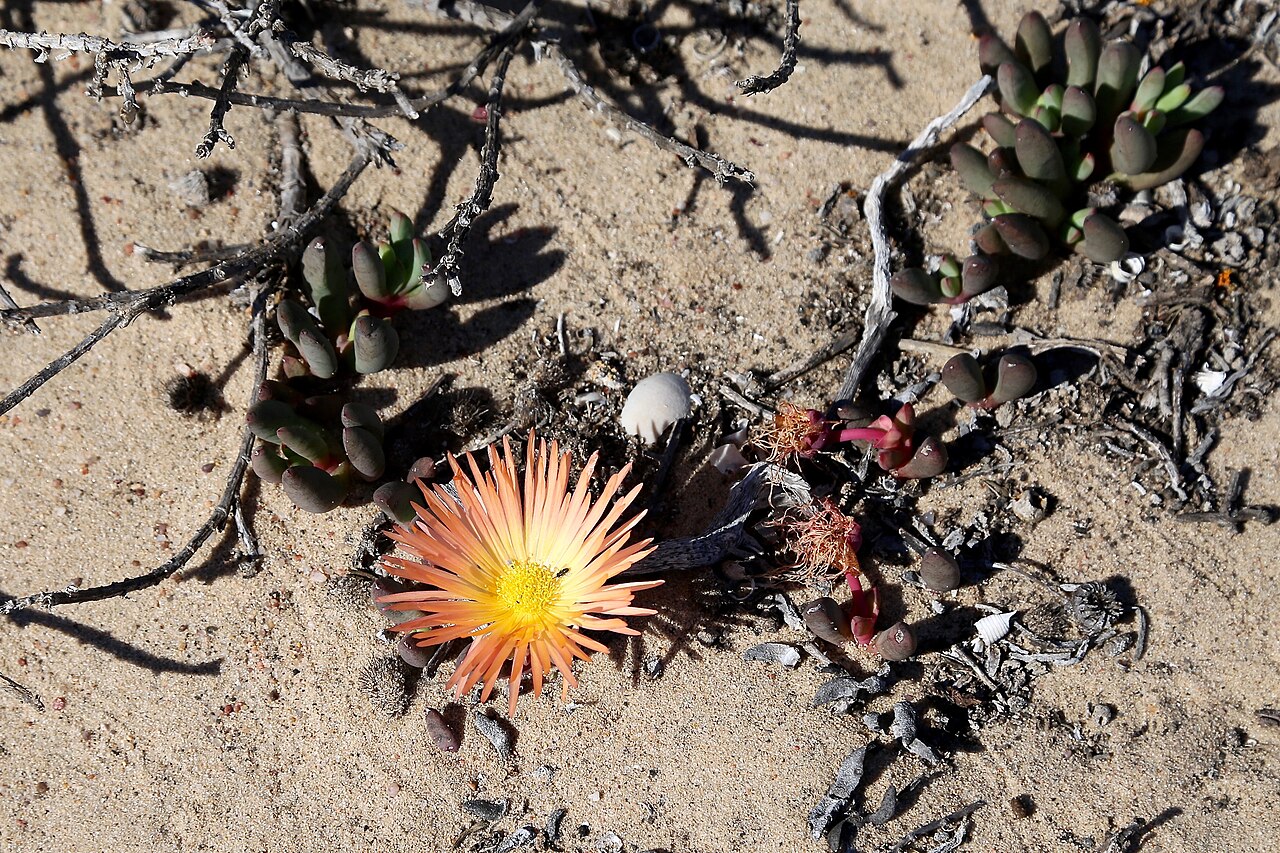 Cephalophyllum inaequale: Сoastline of Namaqua National Park, Namaqualand Coastal Duneveld, Northern Cape, South Africa