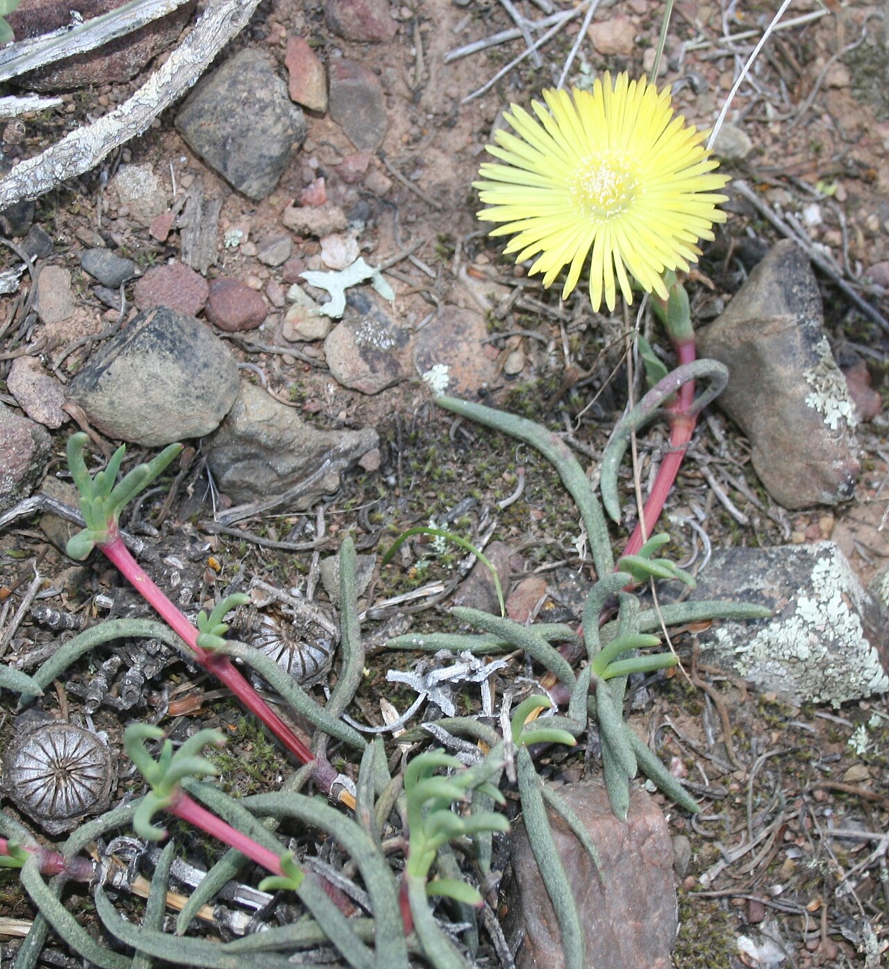 Cephalophyllum purpureoalbum: Cephalophyllum purpureo-album