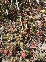 Cephalophyllum rostellum (Cephalophyllum rostellum)