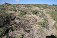 Cephalophyllum rostellum (Cephalophyllum rostellum)