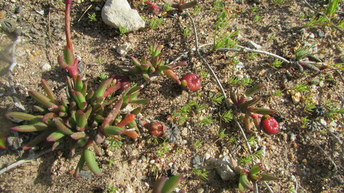 Cephalophyllum rostellum (Cephalophyllum rostellum)