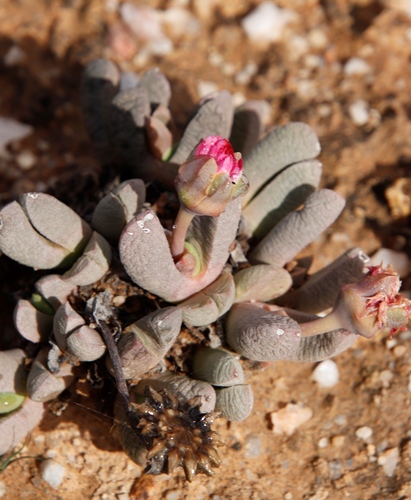 Cephalophyllum spissum (Cephalophyllum spissum)