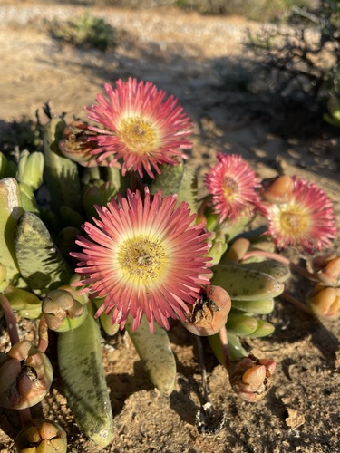 Cephalophyllum spissum (Cephalophyllum spissum)