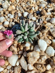 Cephalophyllum spissum (Cephalophyllum spissum)