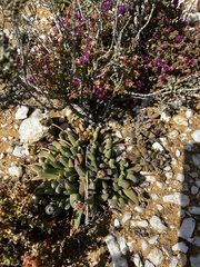 Cephalophyllum spissum (Cephalophyllum spissum)