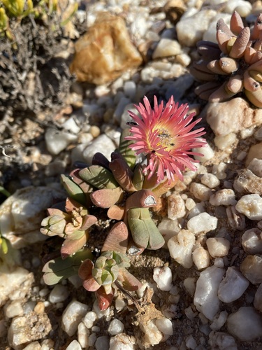 Cephalophyllum spissum (Cephalophyllum spissum)