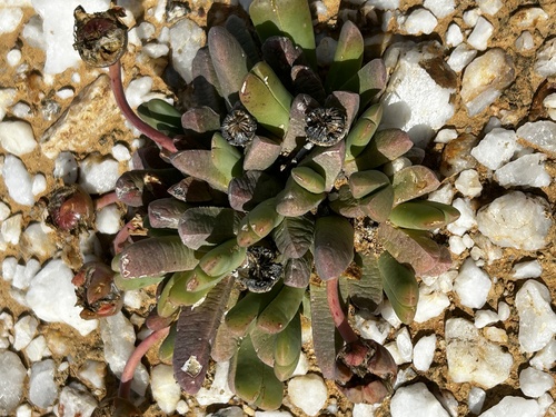 Cephalophyllum spissum (Cephalophyllum spissum)