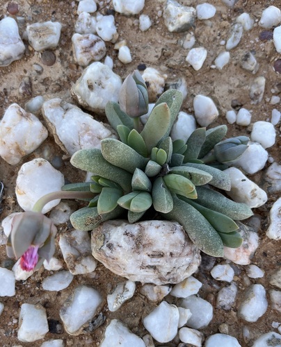 Cephalophyllum spissum (Cephalophyllum spissum)