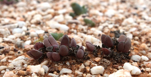 Cephalophyllum spissum (Cephalophyllum spissum)
