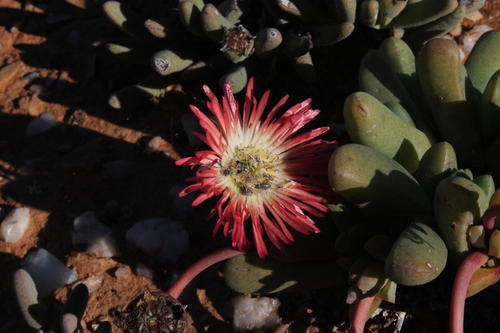 Cephalophyllum spissum (Cephalophyllum spissum)
