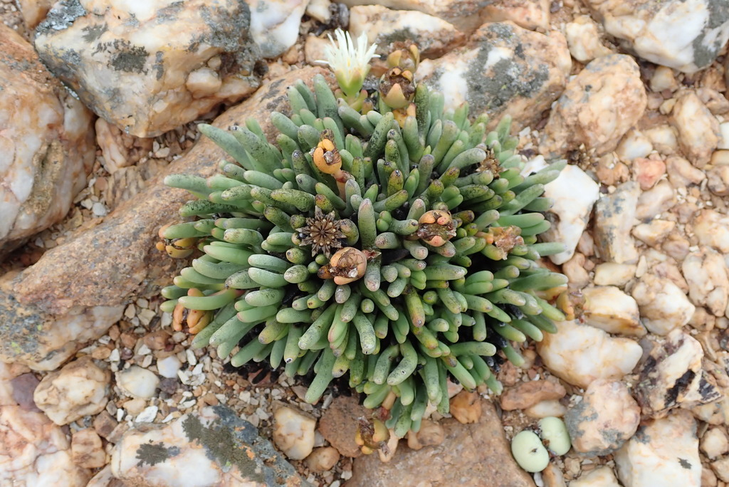 Cephalophyllum staminodiosum (Cephalophyllum staminodiosum)