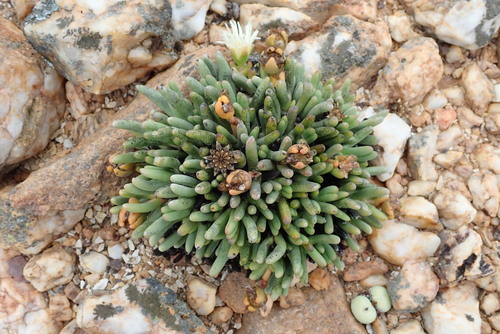 Cephalophyllum staminodiosum (Cephalophyllum staminodiosum)