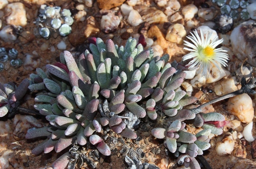Cephalophyllum staminodiosum (Cephalophyllum staminodiosum)