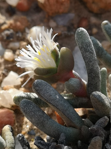 Cephalophyllum staminodiosum (Cephalophyllum staminodiosum)