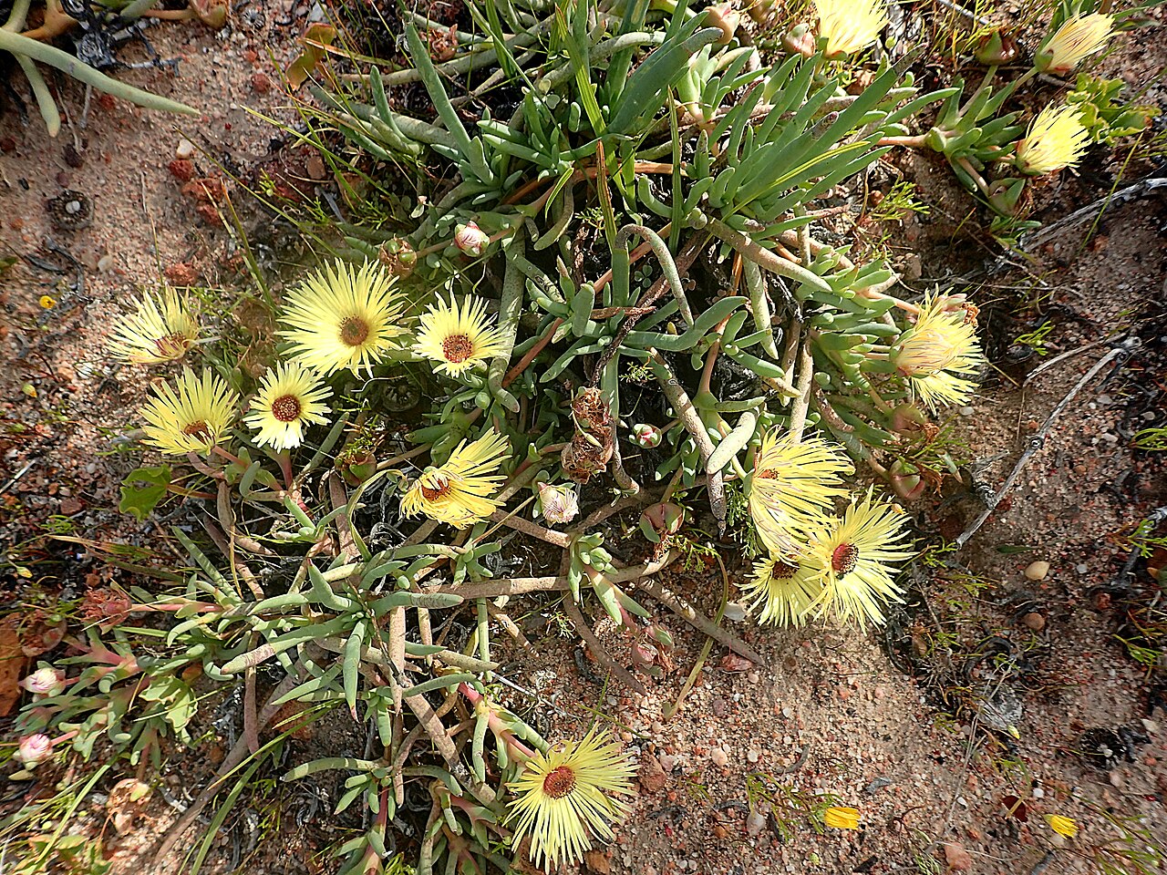 Cephalophyllum tricolorum: Cephalophyllum tricolorum, photographed by Ronald Flipphi, on 24 August 2017, near Gifberg Holiday Farm, on the Gifberg, Western Cape province of South Africa