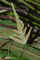 Ceradenia kalbreyeri (Ceradenia kalbreyeri)