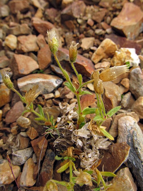 Aleutian chickweed: Копылов-Гуськов Ю.О. Фотография живых растений образца MW0156370 из коллекции "Гербарий МГУ" // Депозитарий живых систем "Ноев Ковчег" (направление "Растения"):