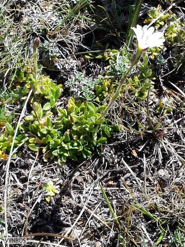Cerastium arabidis (Cerastium arabidis)