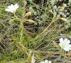 Cerastium arabidis (Cerastium arabidis)