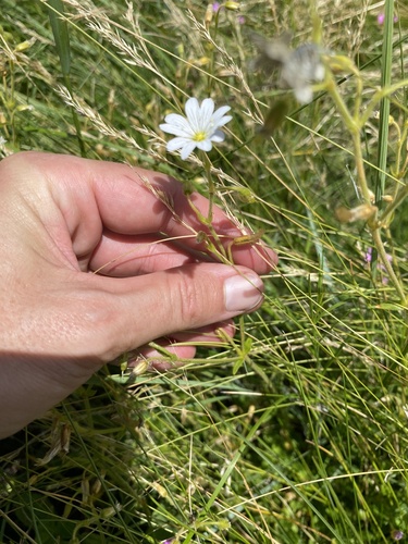 Cerastium arabidis (Cerastium arabidis)