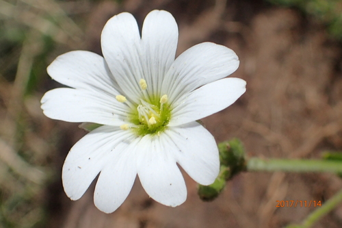 Cerastium arabidis (Cerastium arabidis)