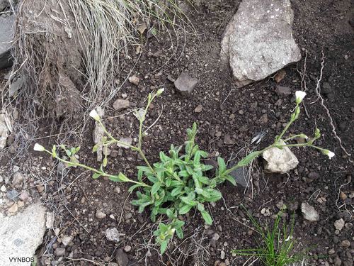 Cerastium arabidis (Cerastium arabidis)