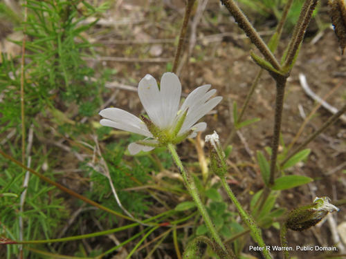 Cerastium arabidis (Cerastium arabidis)