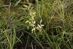 Cerastium arabidis (Cerastium arabidis)