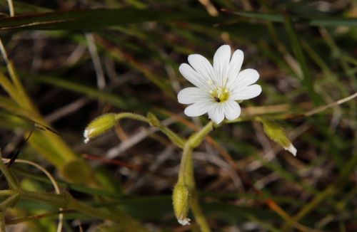 Cerastium arabidis (Cerastium arabidis)