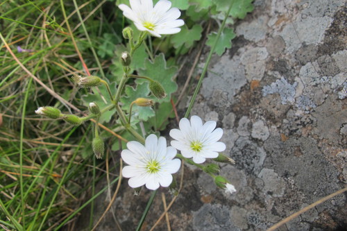 Cerastium arabidis (Cerastium arabidis)
