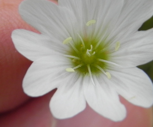 Cerastium arabidis (Cerastium arabidis)